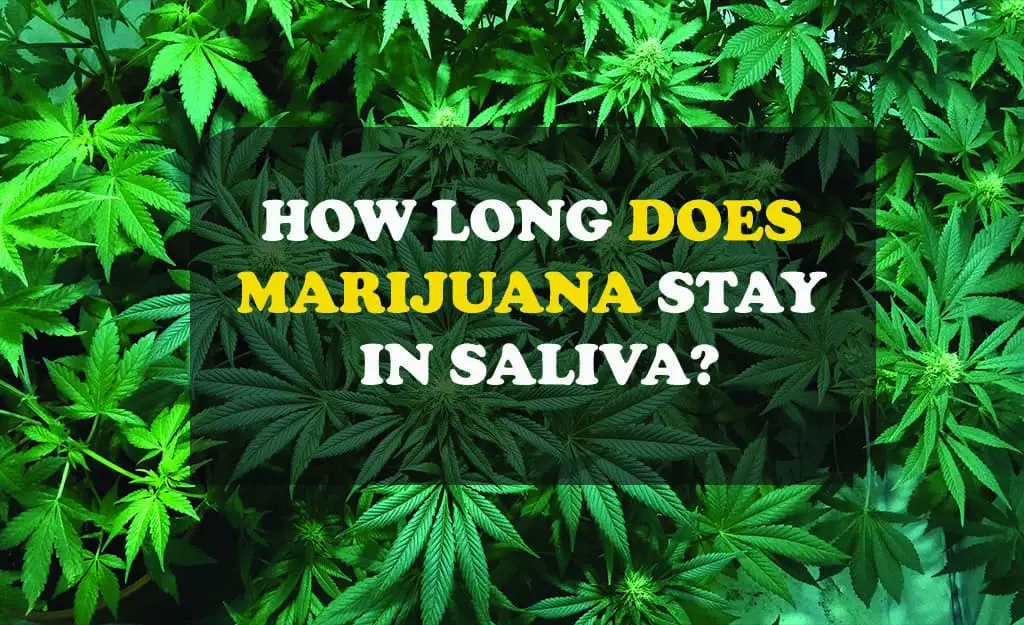 How Long Does Marijuana Stay In Saliva?