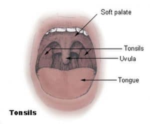 Diagram of the palatine tonsils from U.S. National Cancer Institute web site